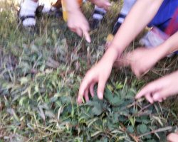 Field Trips and Excursions